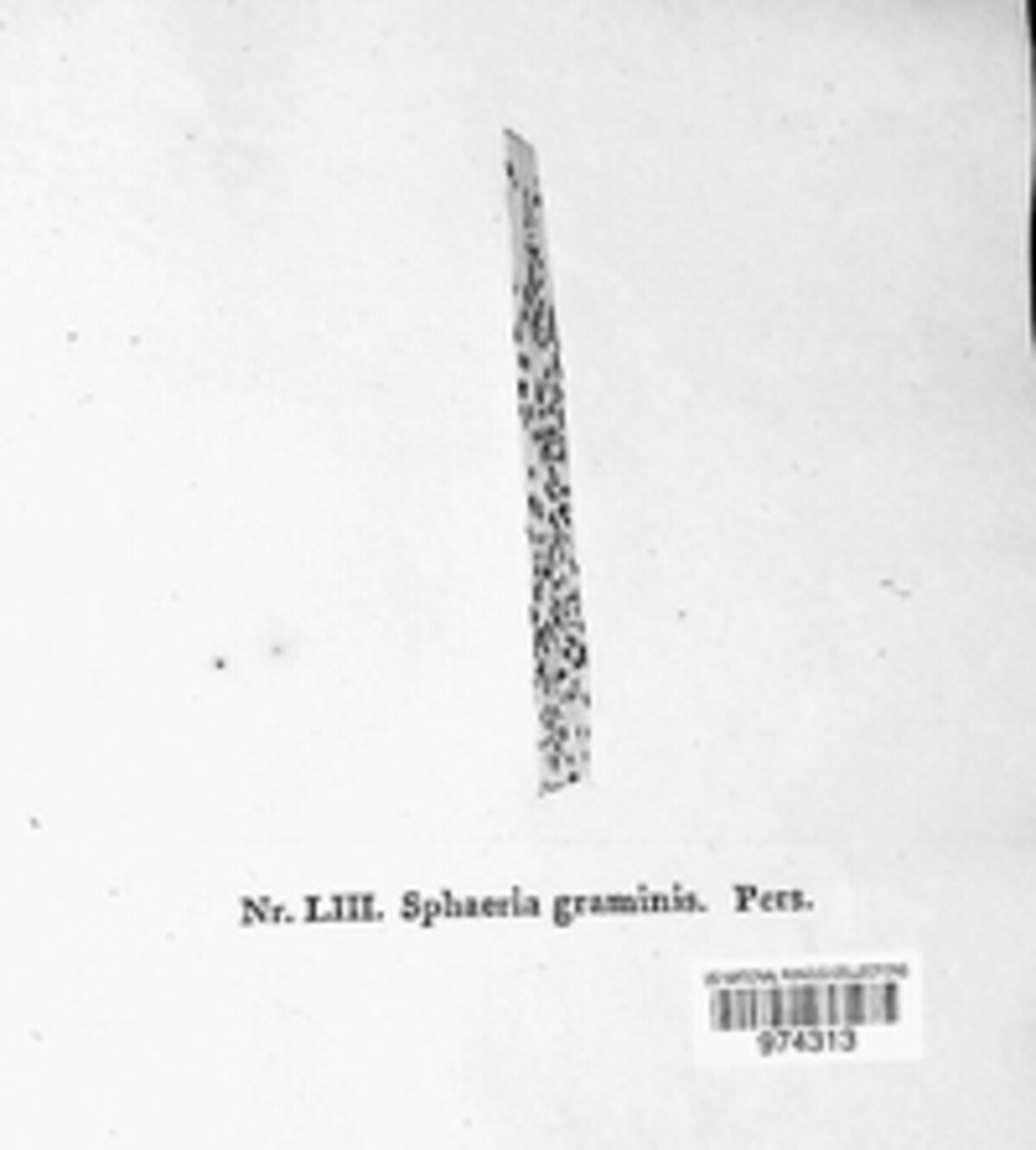 Phyllachora graminis image